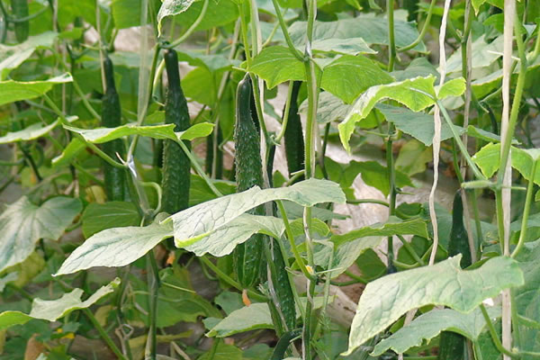 重庆市万州区蔬菜种植基地