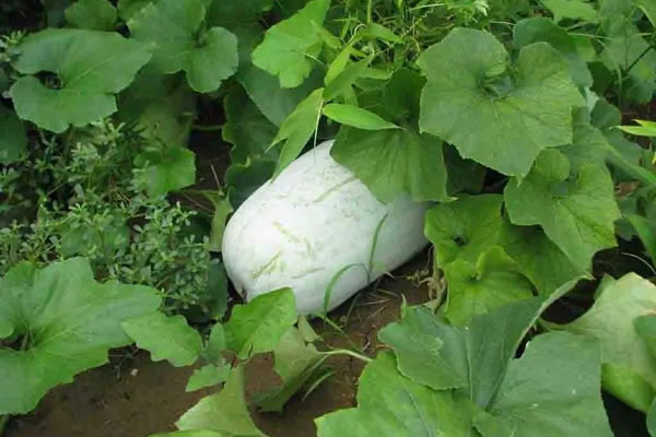 蔬菜防冻剂有明显效果吗？看看专家怎么说？
