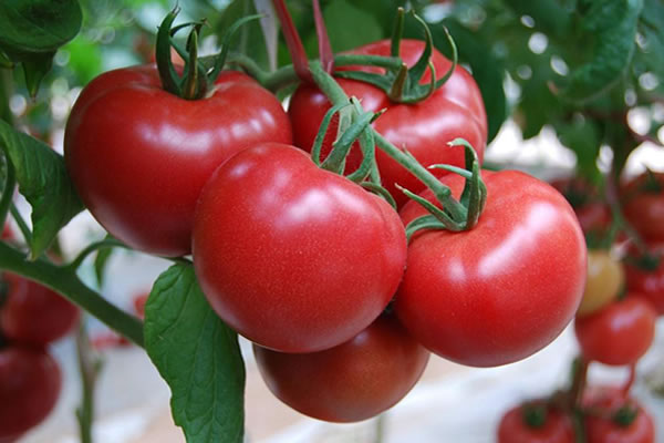 本地蔬菜大量上市 重庆人吃菜便宜了