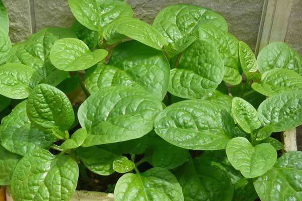 本地蔬菜大量上市 重庆人吃菜便宜了