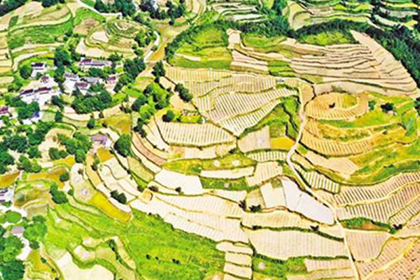 重庆蔬菜基地入画来