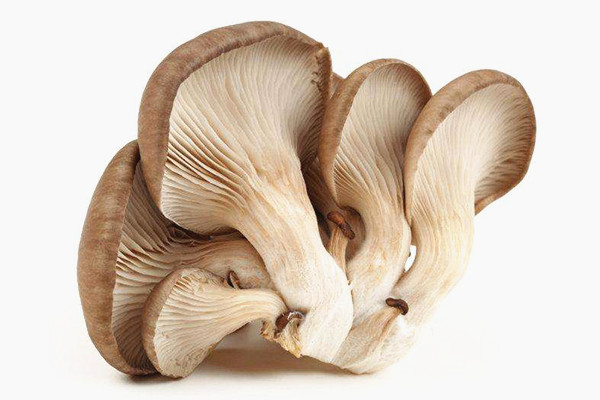 鲜平菇图3-重庆合序蔬菜采购