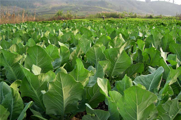 重庆市南川区蔬菜种植基地