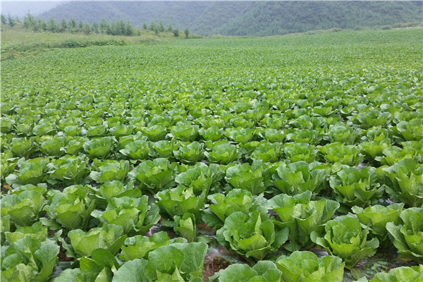 重庆巫山蔬菜种植基地