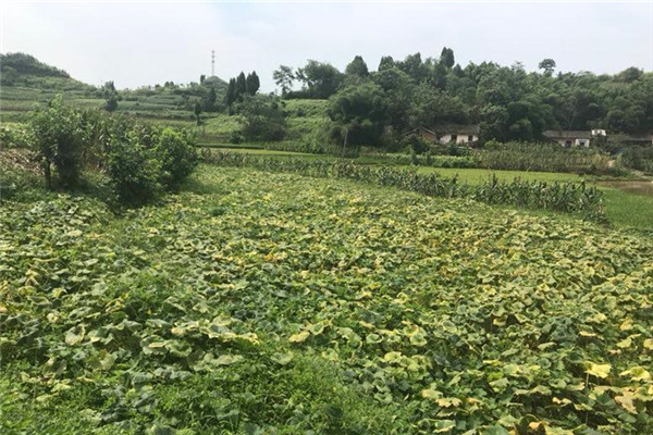 重庆合川蔬菜种植基地