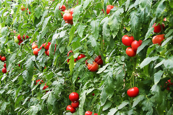 重庆长寿蔬菜种植基地 2.jpg