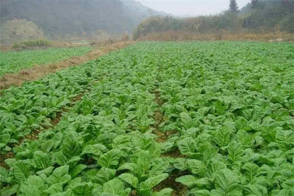 重庆市垫江县蔬菜种植基地