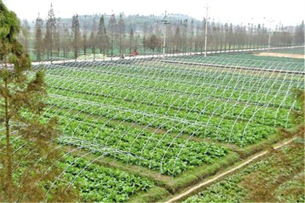 重庆荣昌蔬菜种植基地1.jpg