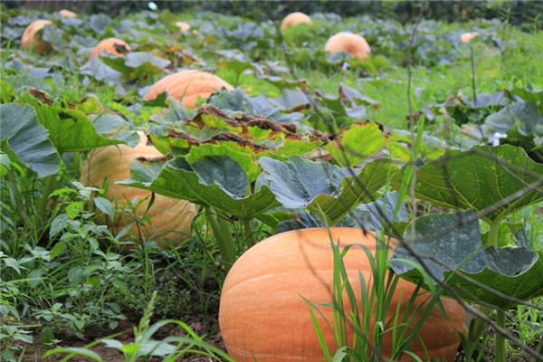 重庆市合川区蔬菜种植基地