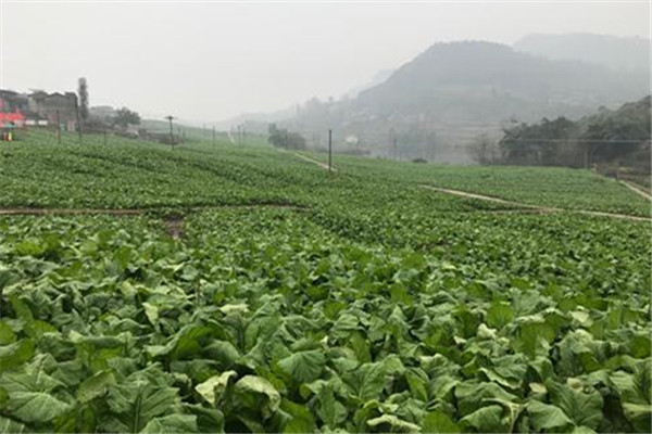 重庆市万州蔬菜基地