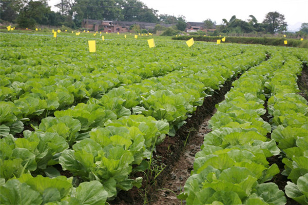 重庆市潼南县桂林蔬菜种植基地