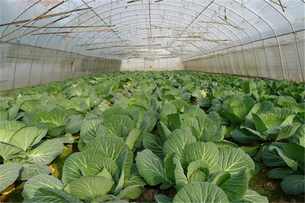 四川遂宁蔬菜种植基地