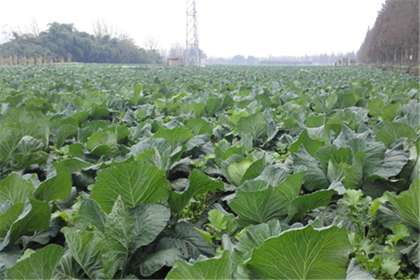 重庆市荣昌区蔬菜种植基地