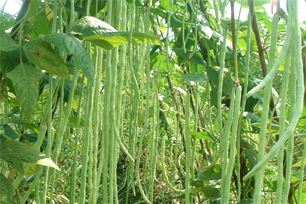 重庆黔江蔬菜种植基地 2.jpg