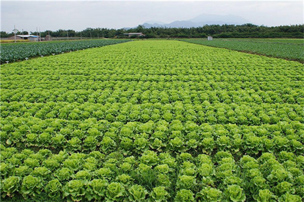 重庆市永川区蔬菜种植基地