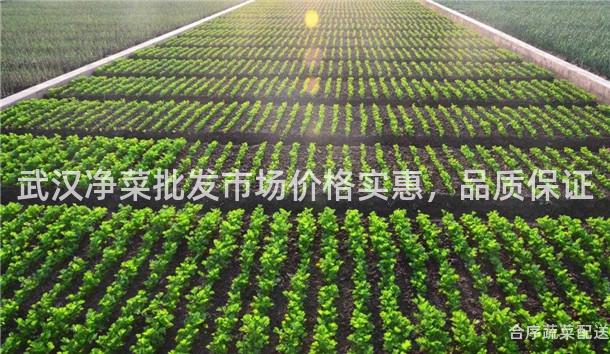 武汉净菜批发市场价格实惠，品质保证