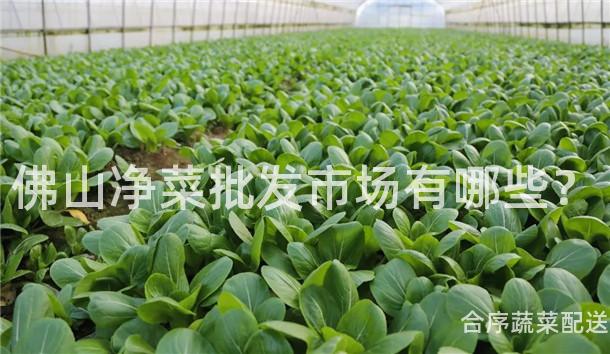 佛山净菜批发市场有哪些？