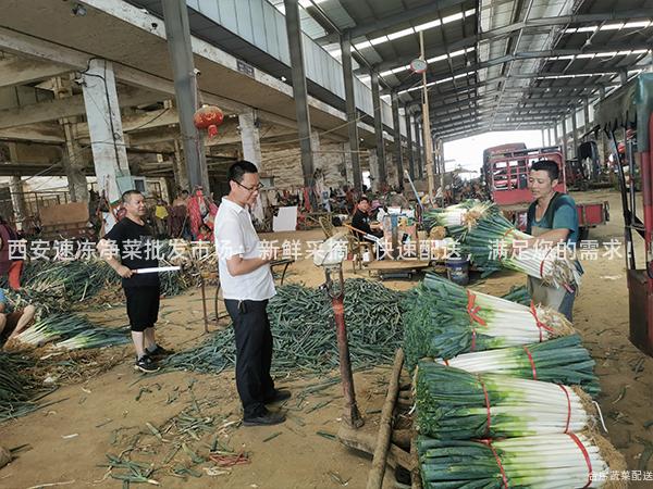 西安速冻净菜批发市场：新鲜采摘，快速配送，满足您的需求！
