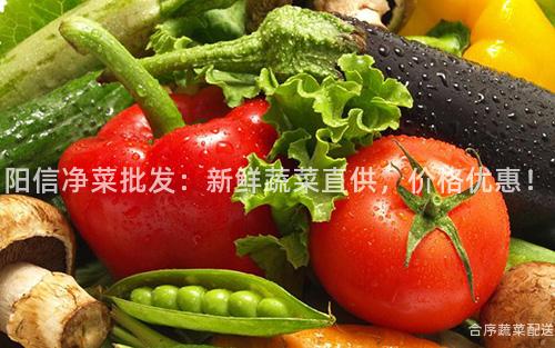 阳信净菜批发：新鲜蔬菜直供，价格优惠！