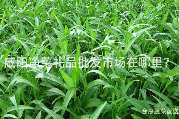 咸阳净菜礼品批发市场在哪里？