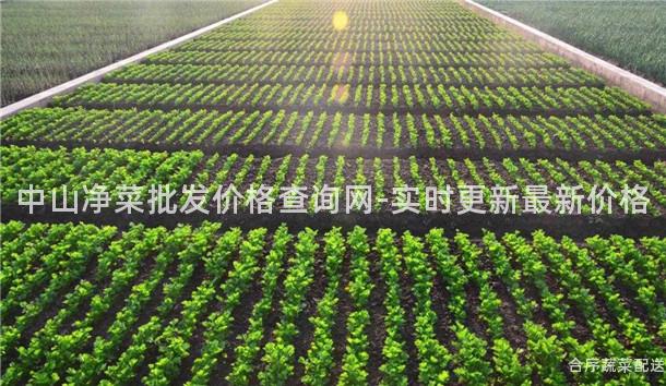 中山净菜批发价格查询网-实时更新最新价格