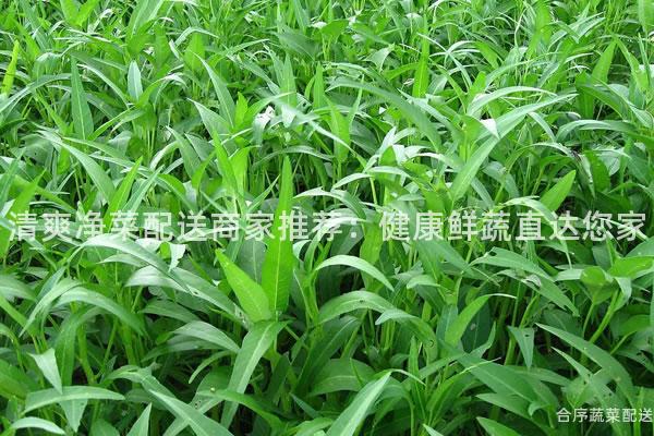 清爽净菜配送商家推荐：健康鲜蔬直达您家