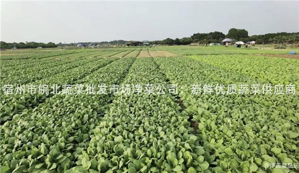 宿州市皖北蔬菜批发市场净菜公司：新鲜优质蔬菜供应商