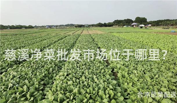慈溪净菜批发市场位于哪里？