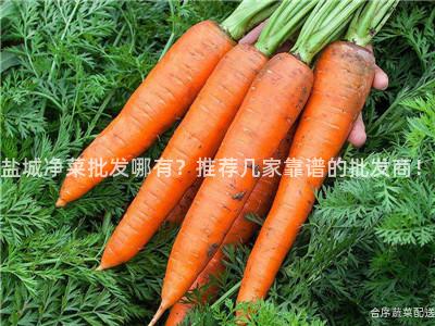 盐城净菜批发哪有？推荐几家靠谱的批发商！