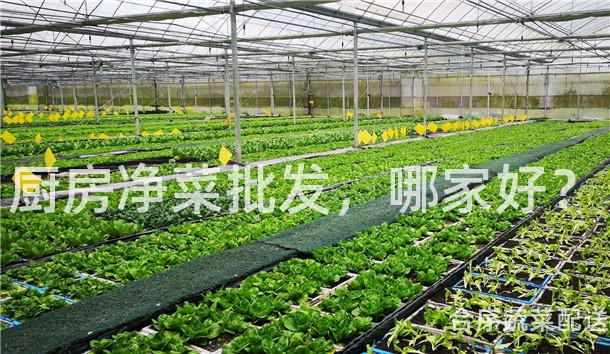 厨房净菜批发，哪家好？