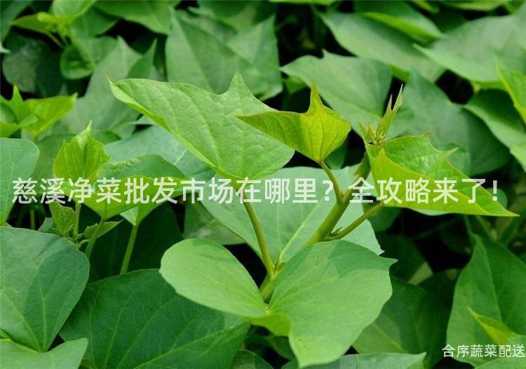 慈溪净菜批发市场在哪里？全攻略来了！