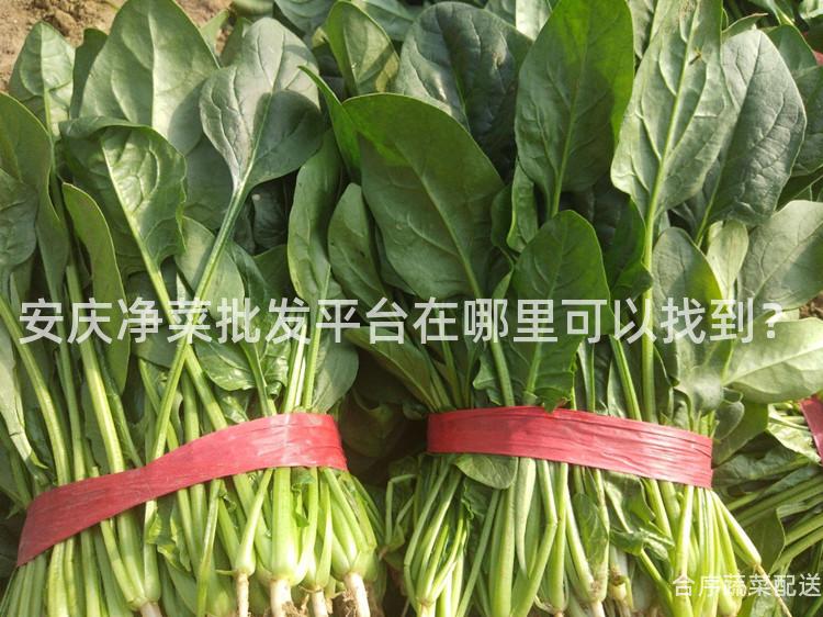 安庆净菜批发平台在哪里可以找到？