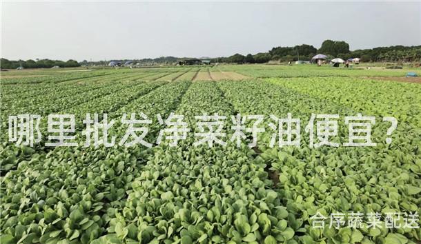 哪里批发净菜籽油便宜？
