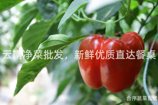 云南净菜批发，新鲜优质直达餐桌