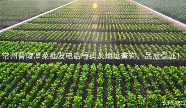 常州晋陵净菜批发电话号码及地址查询，品质保证！