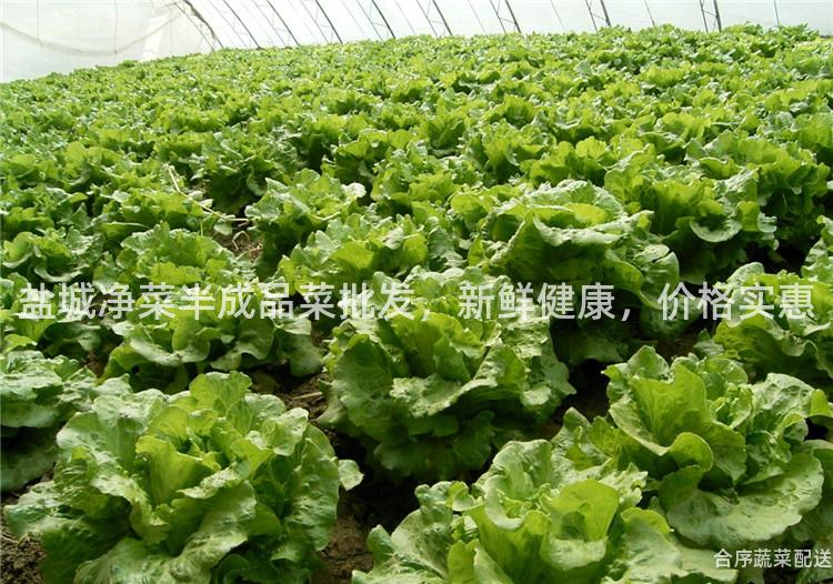 盐城净菜半成品菜批发，新鲜健康，价格实惠