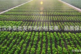 武汉净菜批发市场价格实惠，品质保证