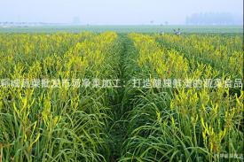 聊城蔬菜批发市场净菜加工：打造健康鲜美的蔬菜食品