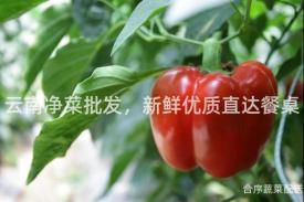 云南净菜批发，新鲜优质直达餐桌