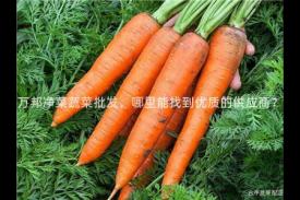 万邦净菜蔬菜批发，哪里能找到优质的供应商？
