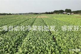 上海自动化净菜机批发，哪家好？