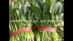 蚌埠肉联厂净菜批发电话，快速订购新鲜蔬菜！