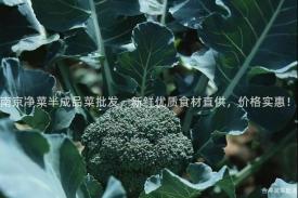 南京净菜半成品菜批发，新鲜优质食材直供，价格实惠！