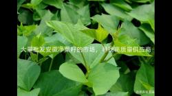 大量批发安徽净菜籽的市场，寻找高质量供应商