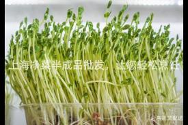 上海净菜半成品批发，让您轻松烹饪