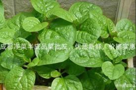 成都净菜半成品菜批发，优质新鲜，价格实惠