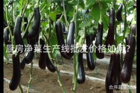 厨房净菜生产线批发价格如何？
