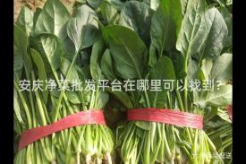 安庆净菜批发平台在哪里可以找到？