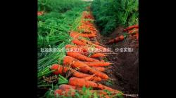 批发安徽高含油净菜籽，优质源头直供，价格实惠！