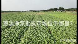 慈溪净菜批发市场位于哪里？